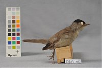 藏品(黑頂林鶯)的圖片